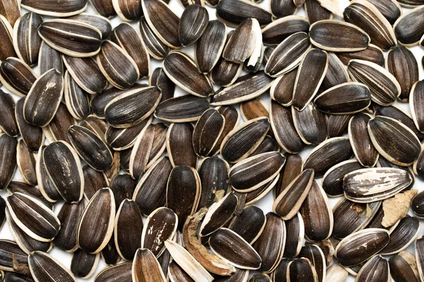 Gray Sunflower Seeds Isolated White Background — Stock Photo, Image