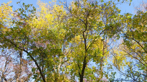 Feuilles Arbres Vue Bas Dans Ciel Paysage Automne — Photo