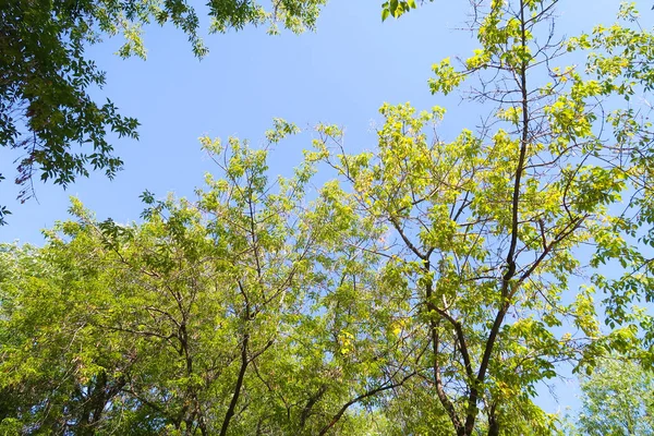 yeşil bir ağaç yaprak aşağıdan gökyüzüne