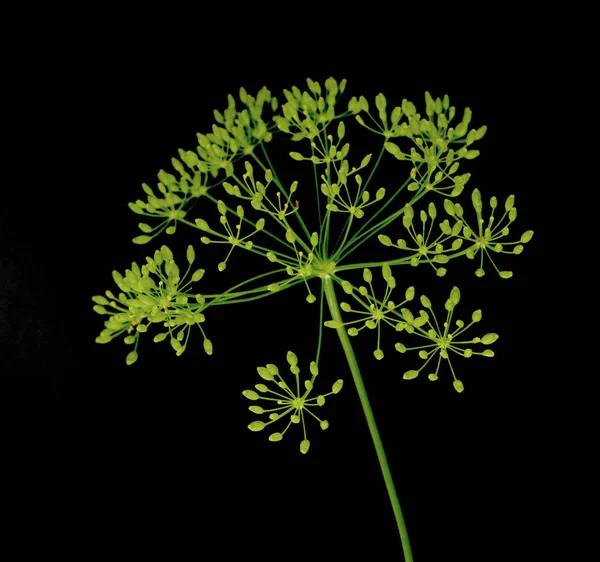 Färsk Dill Blommor Svart Bakgrund — Stockfoto