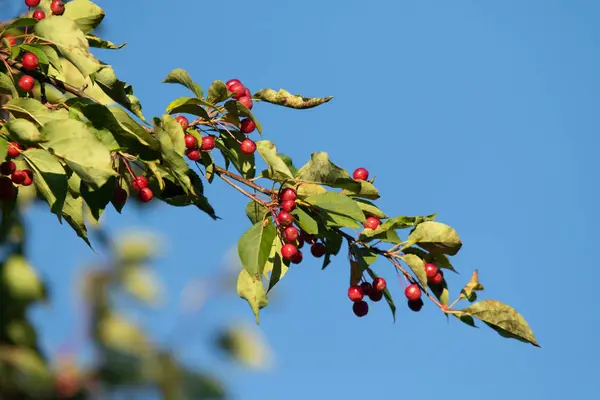 Árvore Maçã Selvagem Árvore Fruto Vermelho Natureza — Fotografia de Stock