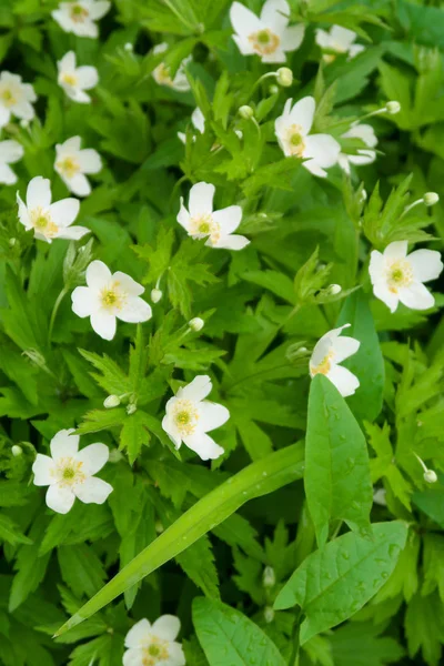 Vita Blommor Vitsippa Eller Windflower Grönt Bladverk — Stockfoto