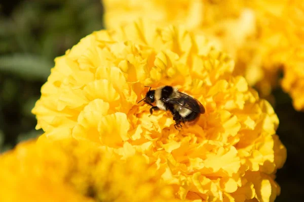 Bumblebee Yellow Flower Closeup — Stock Photo, Image