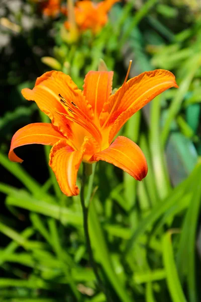 Blomma Orange Lilja Natur — Stockfoto