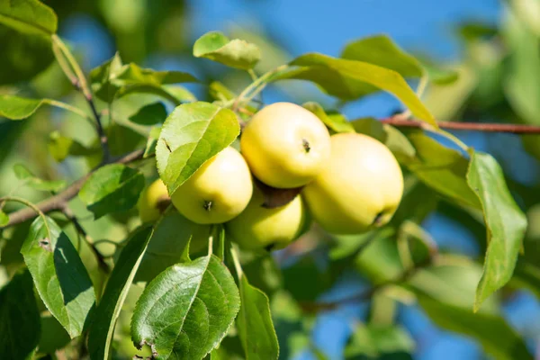 Ripe Little Apples Tree — Stock Photo, Image