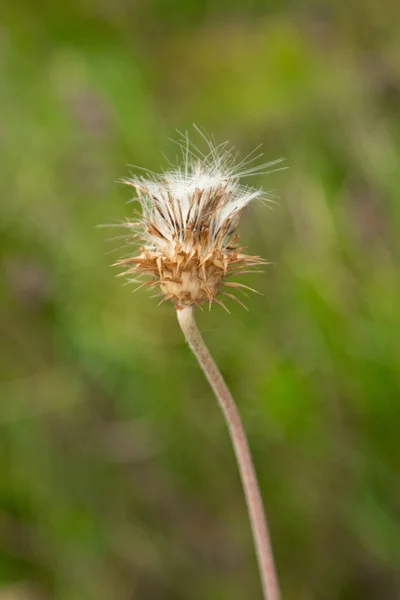 Thistle Çiçek Closeup Doğa — Stok fotoğraf