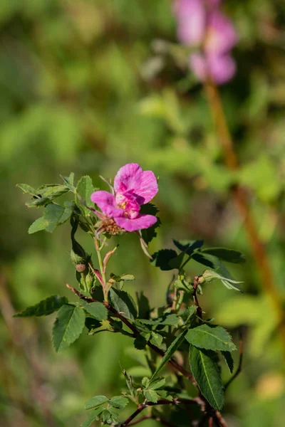 Wild Rose Hips Landscape Close — Stock Photo, Image