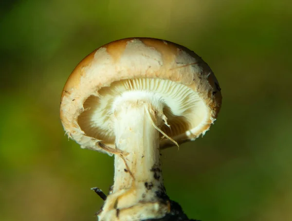 蘑菇在树林里特写 — 图库照片