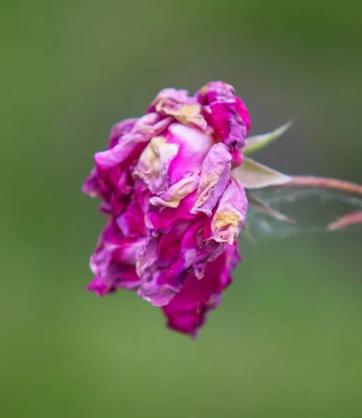 Blommor Rosor Blomsterrabatt Landskap — Stockfoto