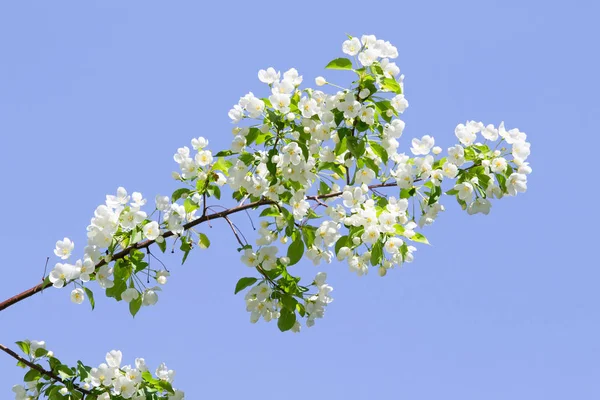 beyaz çiçekler apple yakın çekim doğa manzara