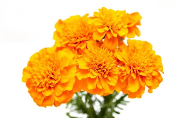Tagetes Květin Izolovaných Bílém Pozadí — Stock fotografie