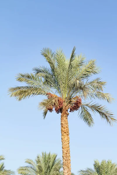 Datteri Crescono Una Natura Palma — Foto Stock