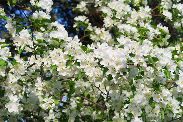 Pommier Fleurs Paysage Nature — Photo