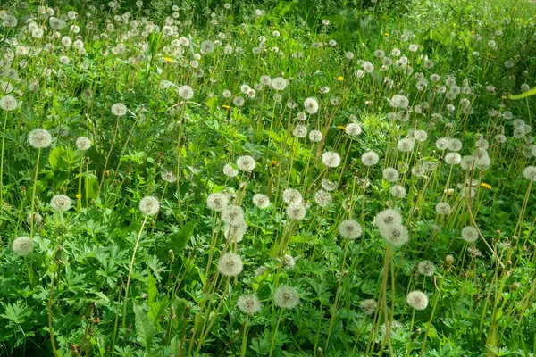 white dandelions in green grass nature