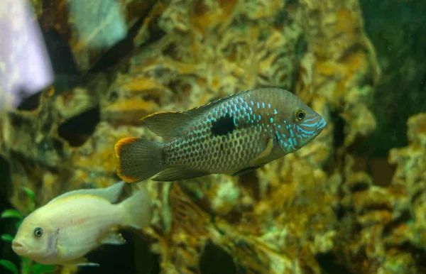 Peces Acuario Brillante Primer Plano — Foto de Stock