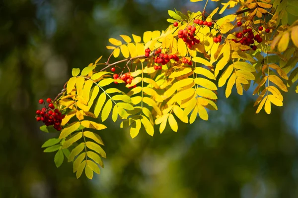 Red Berries Tree Rowanberry Viburnum Autumn — Stock Photo, Image