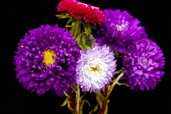 Aster Fleurs Isolées Sur Fond Noir — Photo