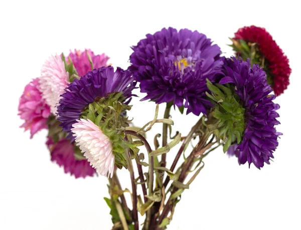 Aster Bloemen Geïsoleerd Witte Achtergrond — Stockfoto