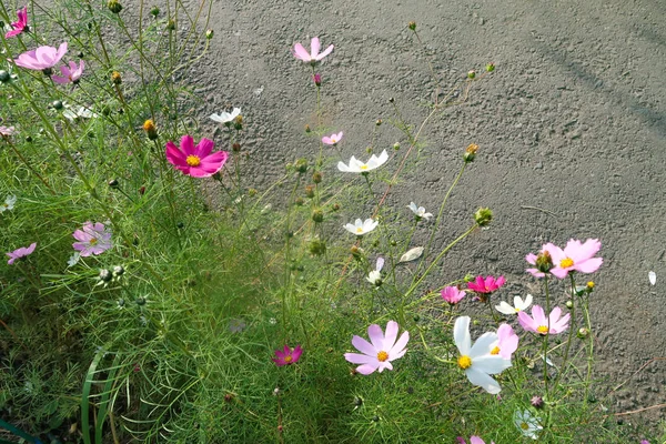 クローズ アップ自然で鮮やかな花 — ストック写真