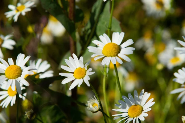 カモミールの花フィールド風景 — ストック写真