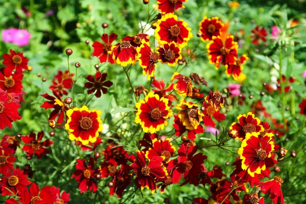 Coreopsis Colorante Flores Naturaleza — Foto de Stock