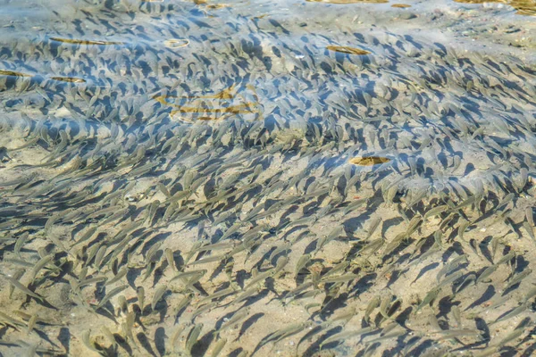 Kleine Vis Drijft Water Zee Sprot — Stockfoto