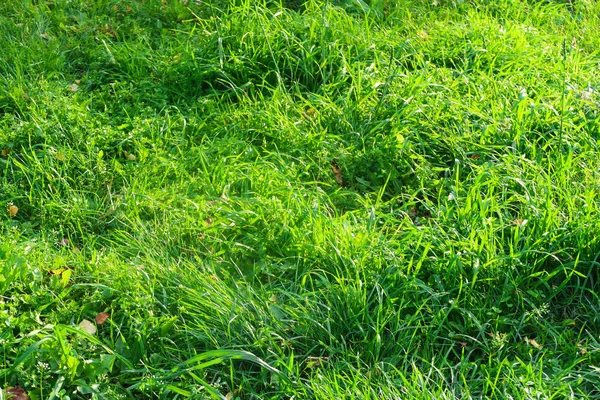 Groen Gras Close Achtergrond — Stockfoto