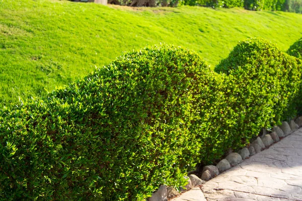 Groene Bladeren Van Een Hek Natuur Als Achtergrond — Stockfoto