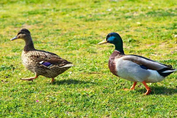 Canards Sauvages Sur Une Prairie Verte — Photo