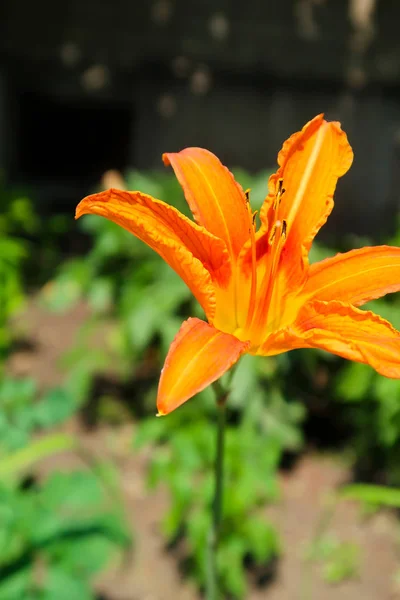 Fiore Giglio Arancione Natura — Foto Stock