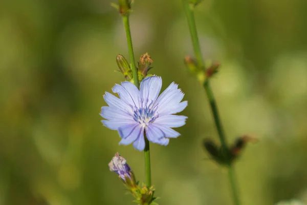 Blauwe Bloemen Witloof Natuur — Stockfoto