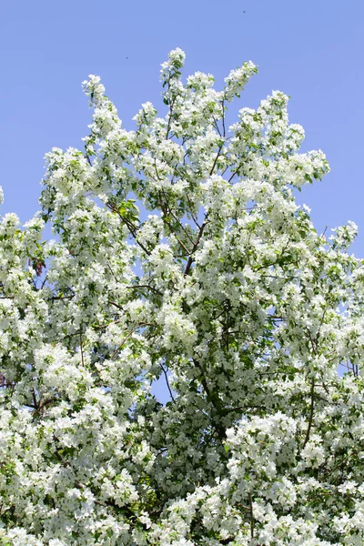 Weiße Blumen Apfel Nahaufnahme Natur Landschaft — Stockfoto