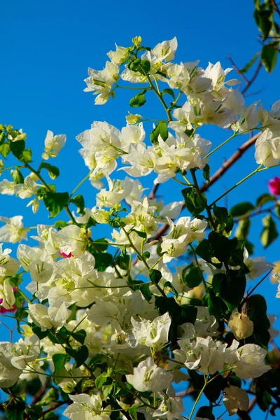 Bougainvillea Flores Brilhantes Paisagem — Fotografia de Stock