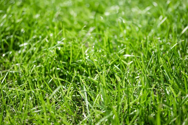 Green Grass Bokeh Blurred Background Stock Photo