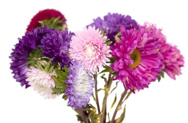 Beyaz arka plan üzerinde izole aster çiçekler