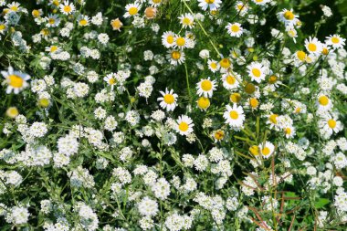 Papatya eczane alan doğa