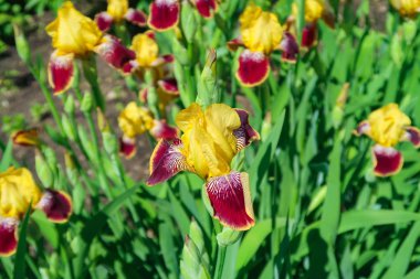 parlak sarı Iris çiçekler güneş peyzaj