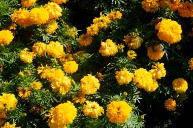 çiçekler marigolds yakın çekim çok