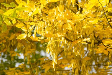 Sonbahar Orman, yaprak döken ağaçlar, peyzaj