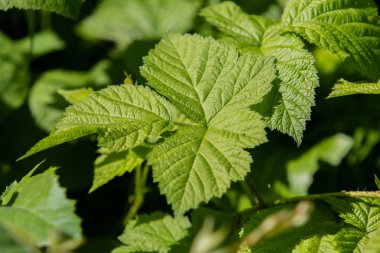 portre genç yeşil ahududu yaprakları