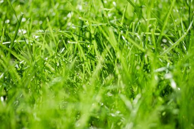 bulanık bokeh arka planı yeşil çimen