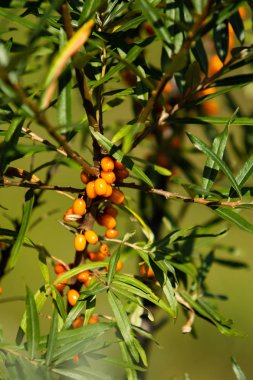 Olgun deniz cehri çilek ağacı üzerinde