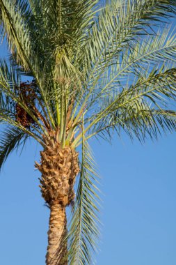 gökyüzü arka plan üzerinde palmiye ağaçlarının yaprakları