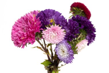 Beyaz arka plan üzerinde izole aster çiçekler