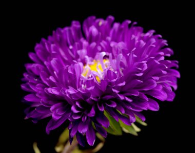 siyah bir arka plan üzerinde izole aster çiçekler