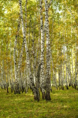 Sarı huş ağacı orman, geç sonbahar doğa manzara