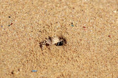 burrows kum üzerinde kum yengeç