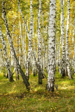 Sarı huş ağacı orman, geç sonbahar doğa manzara