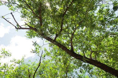Aşağıdan yeşil orman bahar bakış bulutlar içine