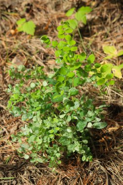 portre genç yeşil ahududu yaprakları